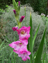 gladiolus