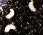 Treat against: black vine weevil