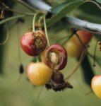 Treat against: cherry fruit fly