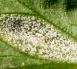 Treat against: powdery mildew