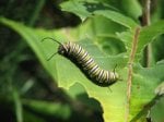 Treat against: caterpillars (organic)