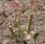 Pruning rose trees