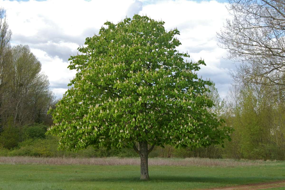 How long does it take for a horse chestnut tree to grow