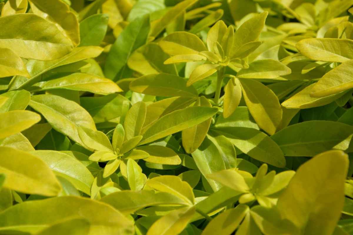 pittosporum