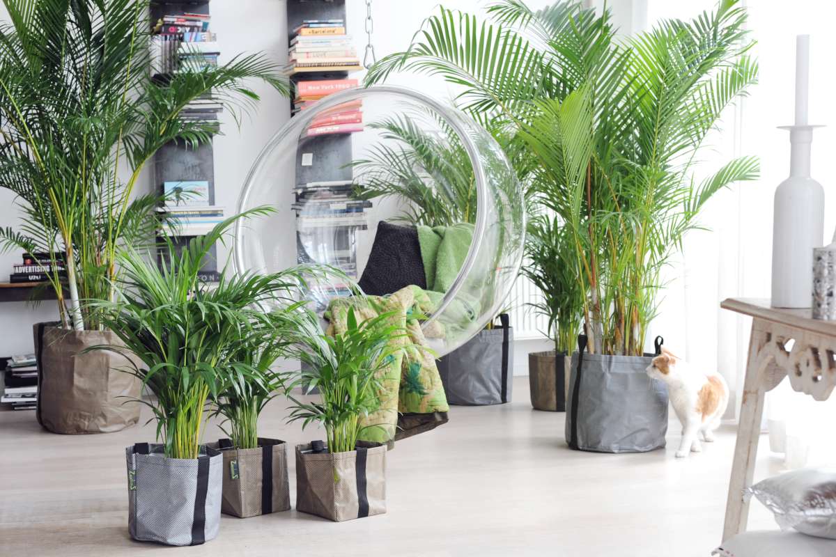 اریکا پالم | تکثیر و پرورش 1282744283chrysalicarpus - اریکا پالم | تکثیر و پرورش