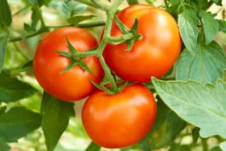 tomate maladie