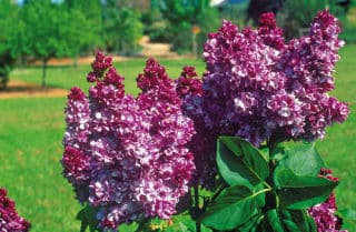 Lilac bloom bouquet