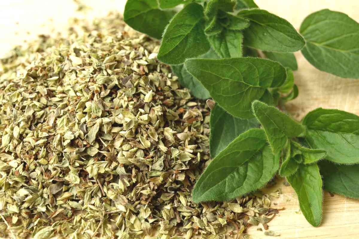 Oregano health benefits and therapeutic value