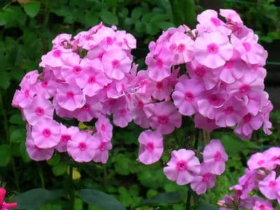 Phlox Care In Spring Summer And Winter For This Perennial Or