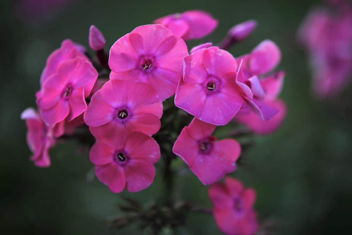 Phlox Losing Flowers