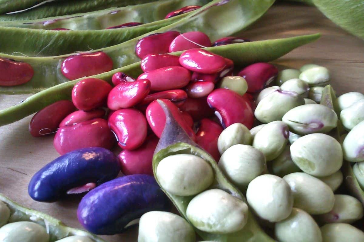 Legume family, ideal for gardens, vegetable patch and cooking