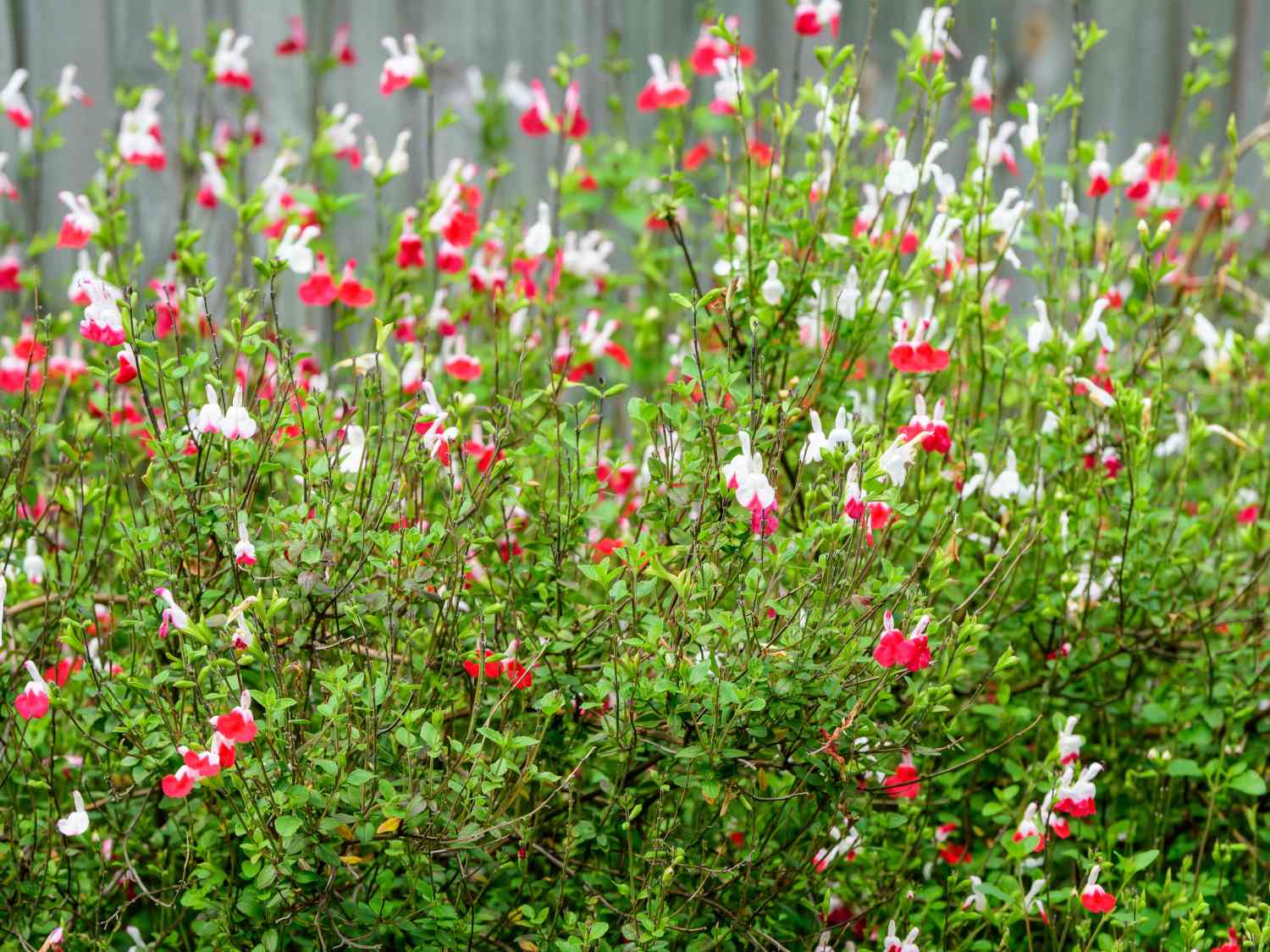 Salvia grahamii