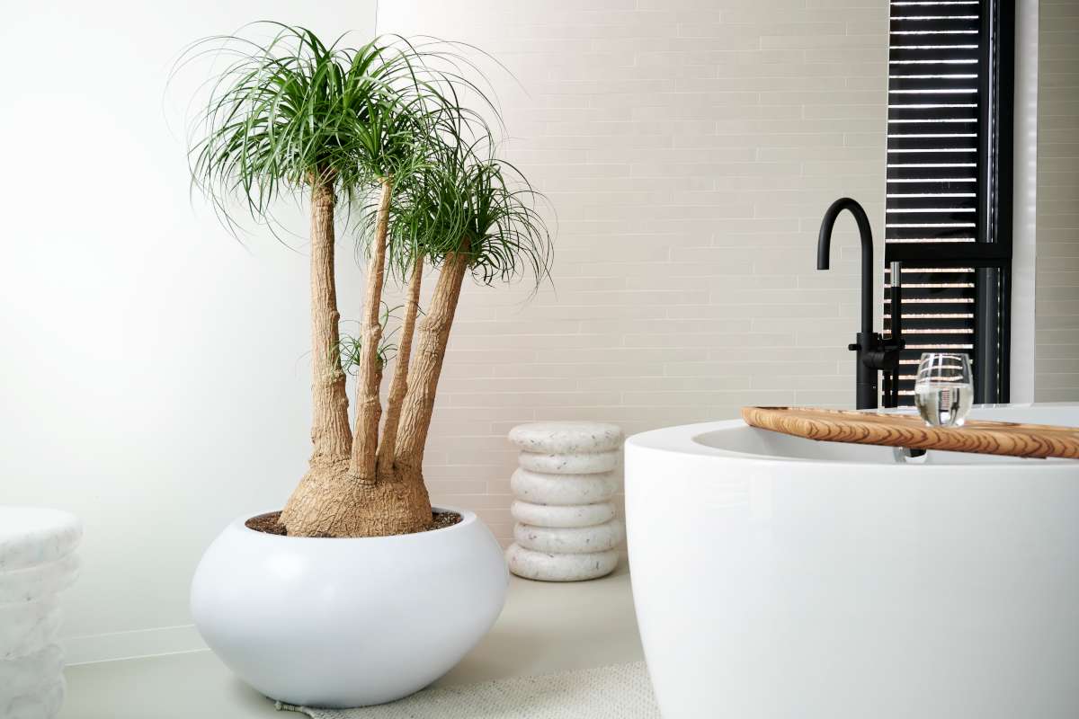 Beaucarnea Tips And Guidance For The Best Possible Care Beaucarnea Tips And Guidance For The Best Possible Care