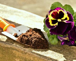 Planting flowers like annuals