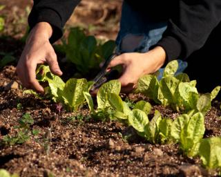 Seedlings thinned in April to promote growth of the best ones, and already savor young, tender leaves.