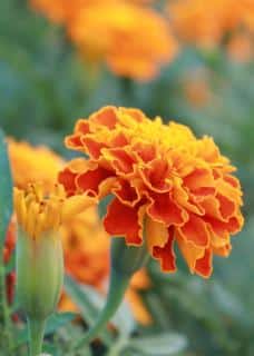 Frilly red and orange marigold flowers with a hazy background.