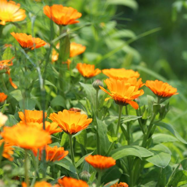 Marigold care
