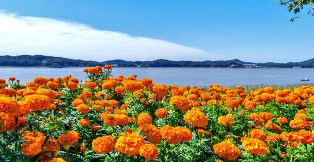 Marigolds growing in a large flowerbed overlooking the sea.
