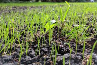 Sowing a lawn from seed