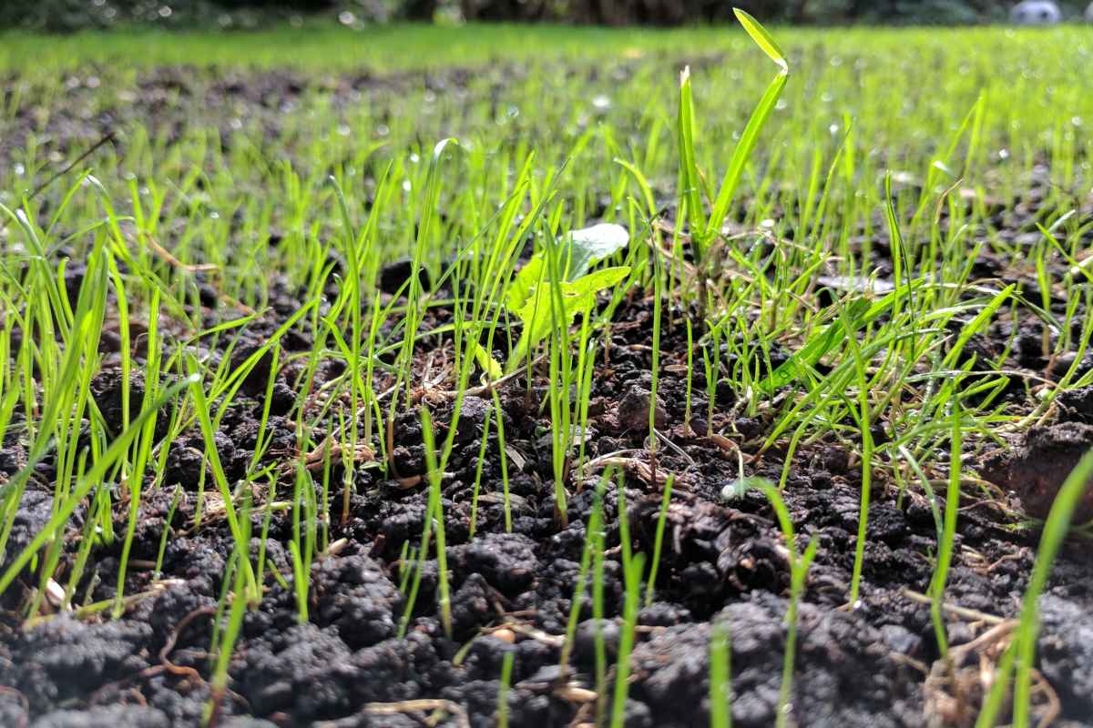 Sowing a lawn from seed