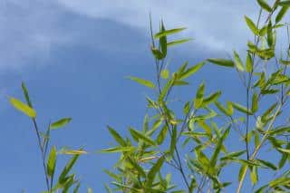 Bamboo leaves