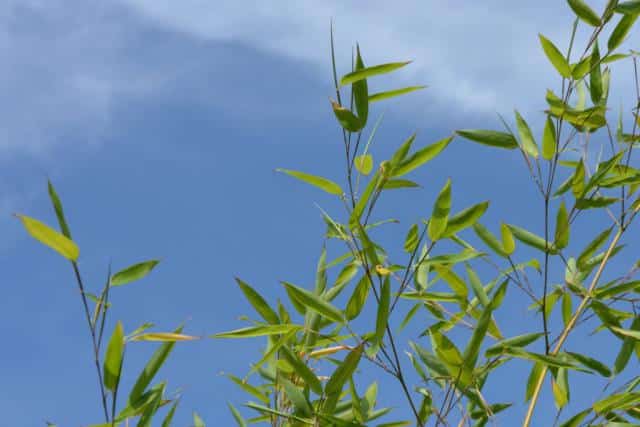 Bamboo leaves