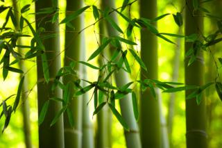 Planting bamboo