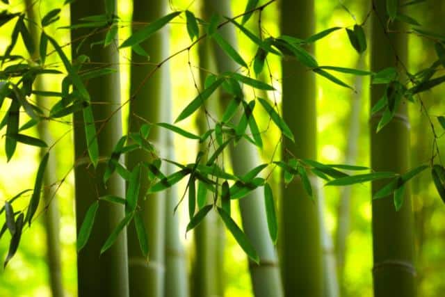 Planting bamboo