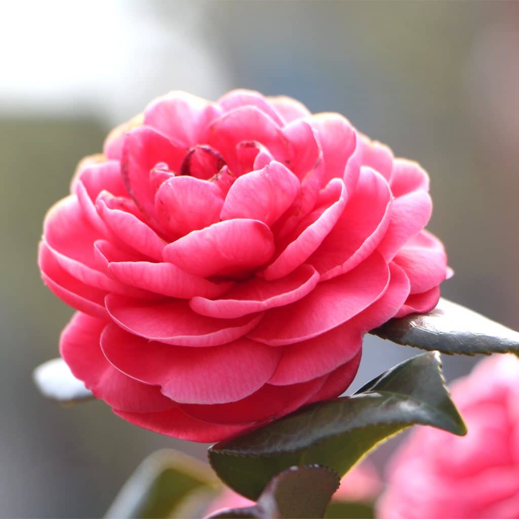 Pink open camellia flower with a few deep green leaves.