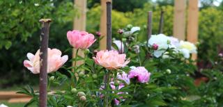 peony planting