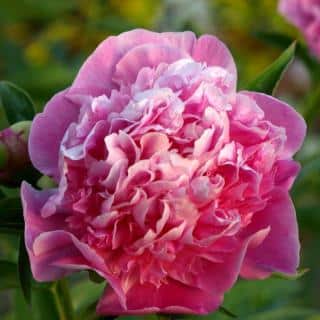 peony flower