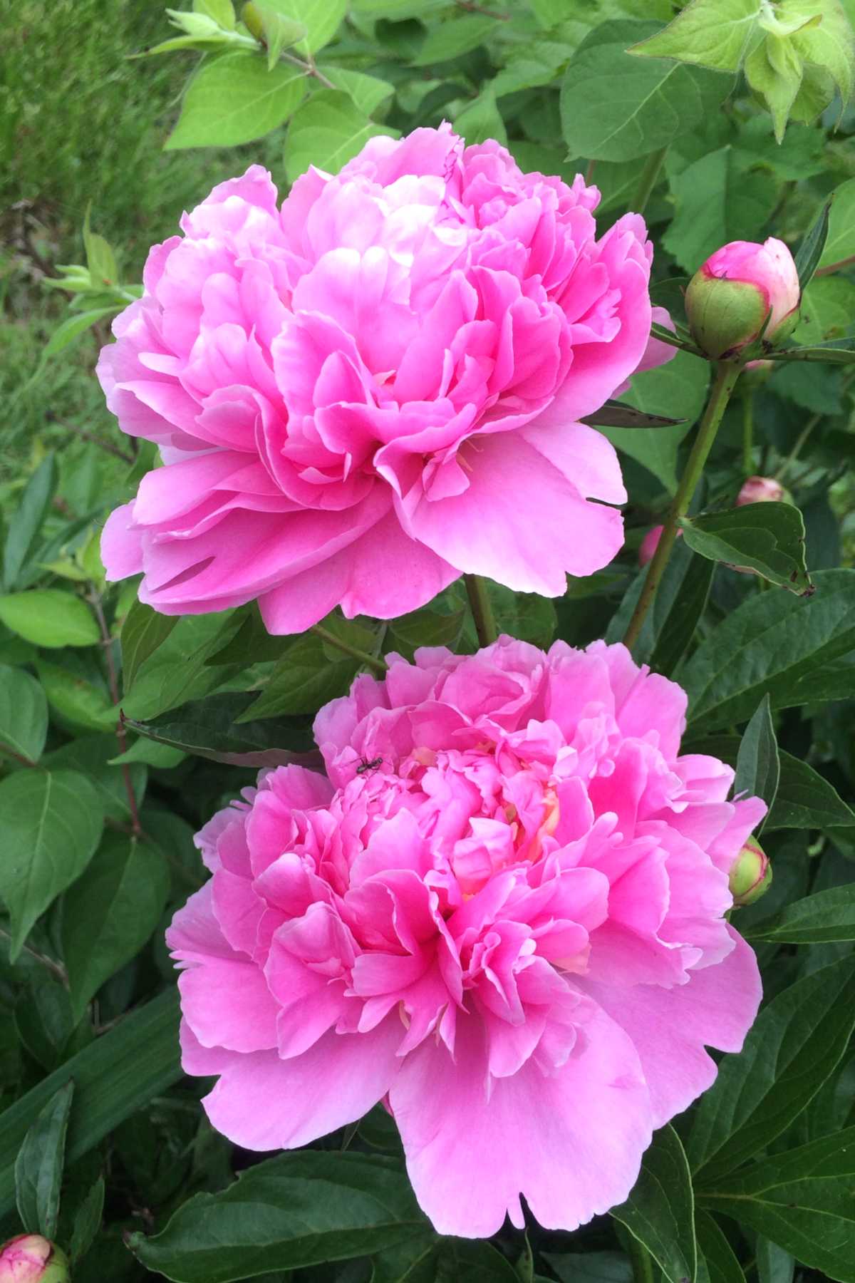 Two pink peony flowers in a garden