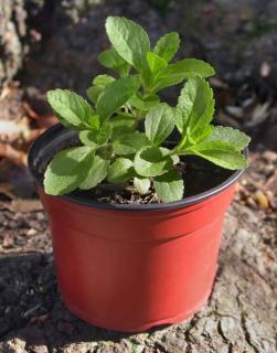 Potted stevia growing guide