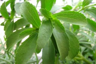 Planting, growing and care for stevia