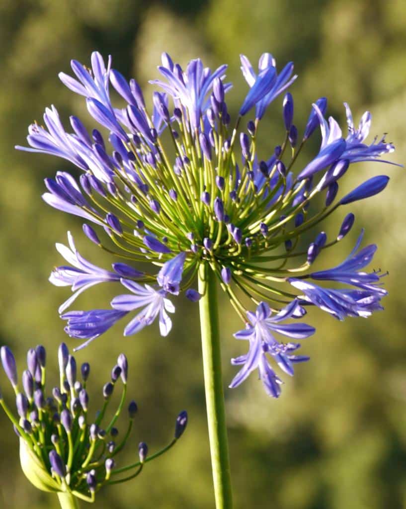 Agapanthus flower, also called Lily of the Nile, in a blue hue.