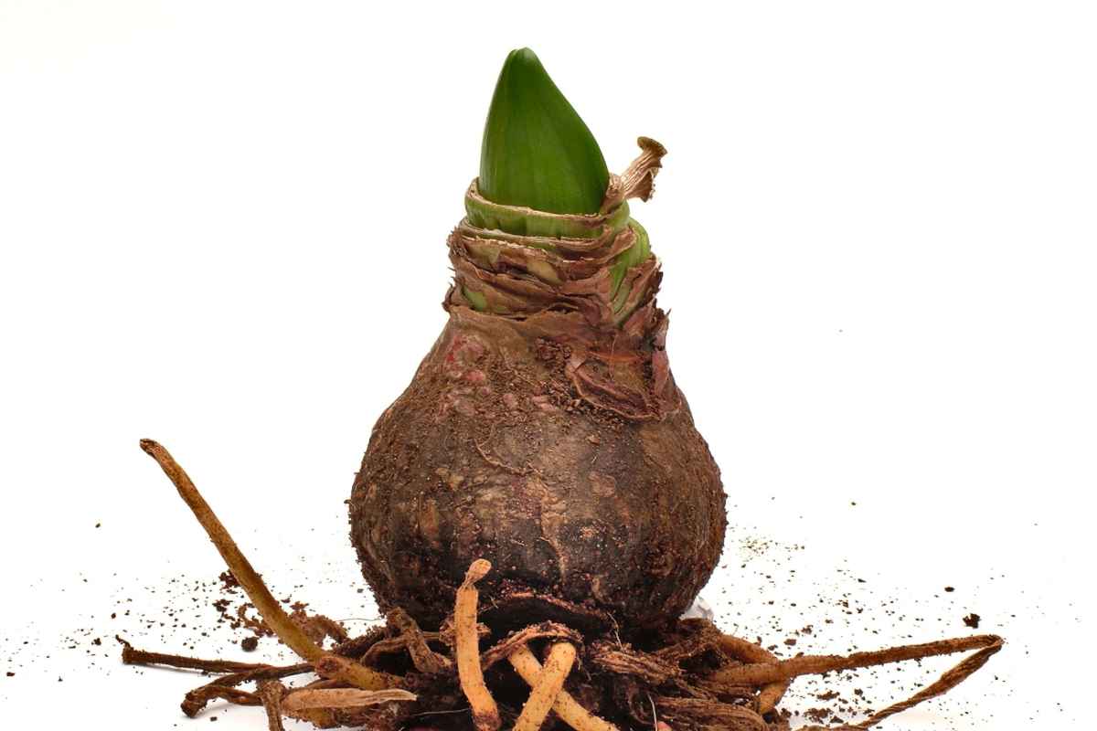 A bare amaryllis bulb unearthed with a small pointed leaf sprouting and tangled roots under the bulb.