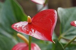 Anthurium