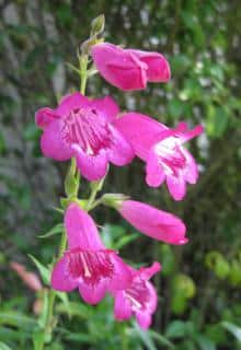 Deep pink-colored beardtongue flowers.