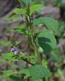 Beardtongue budding flowers and full leaves.