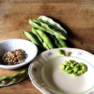 Broad bean harvest