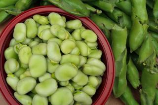 Broad bean health benefits