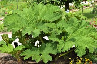 Gunnera watering