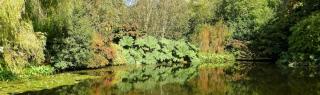 Landscaping uses for gunnera