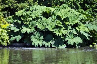 Gunnera near a pond