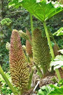 Planting gunnera