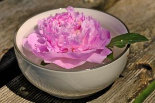 Peony flower floating in a cup
