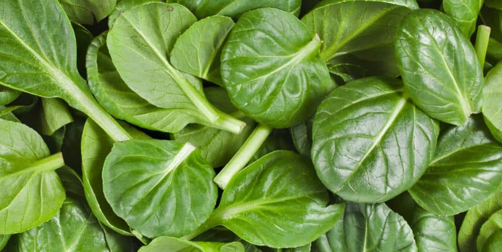 Spinach leaves, cute, roundish and ready for eating in a salad.