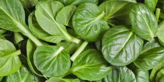 Spinach nutritional contents