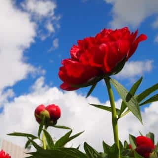 Fragrant herbaceous peony varieties