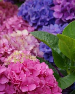 indoor hydrangea